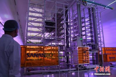 走進智能植物工廠 無土無陽光如何借數據處理培育美味佳肴